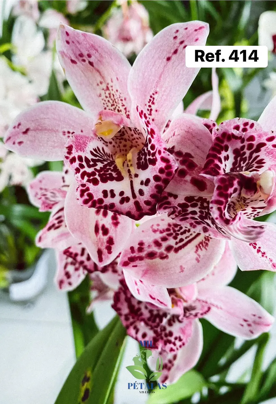 Orquídeas de Coleção com 3/4 bolbos  11