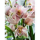 Orquídeas de Coleção com 3/4 bolbos  16