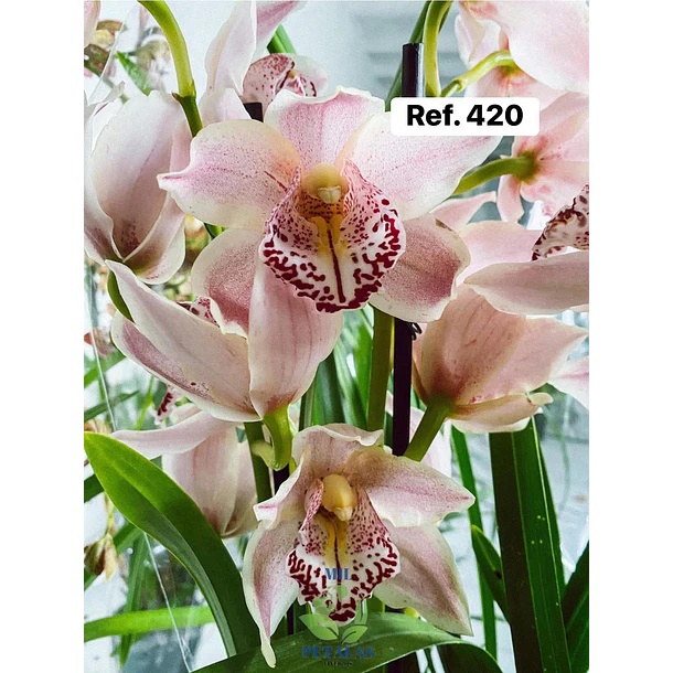 Orquídeas de Coleção com 3/4 bolbos  16