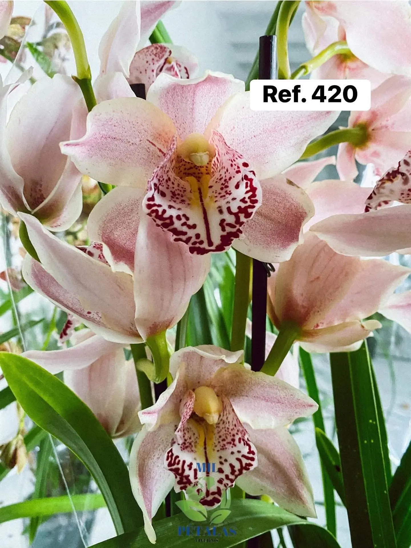 Orquídeas de Coleção com 3/4 bolbos  16