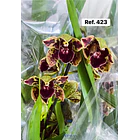 Orquídeas de Coleção com 3/4 bolbos  22