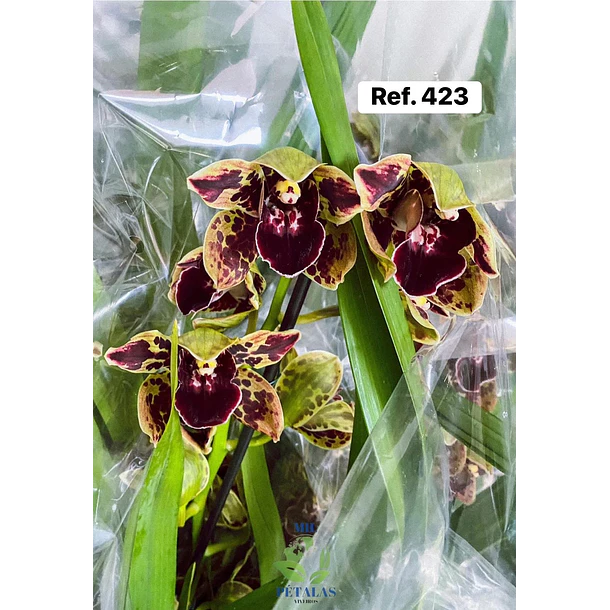 Orquídeas de Coleção com 3/4 bolbos  22