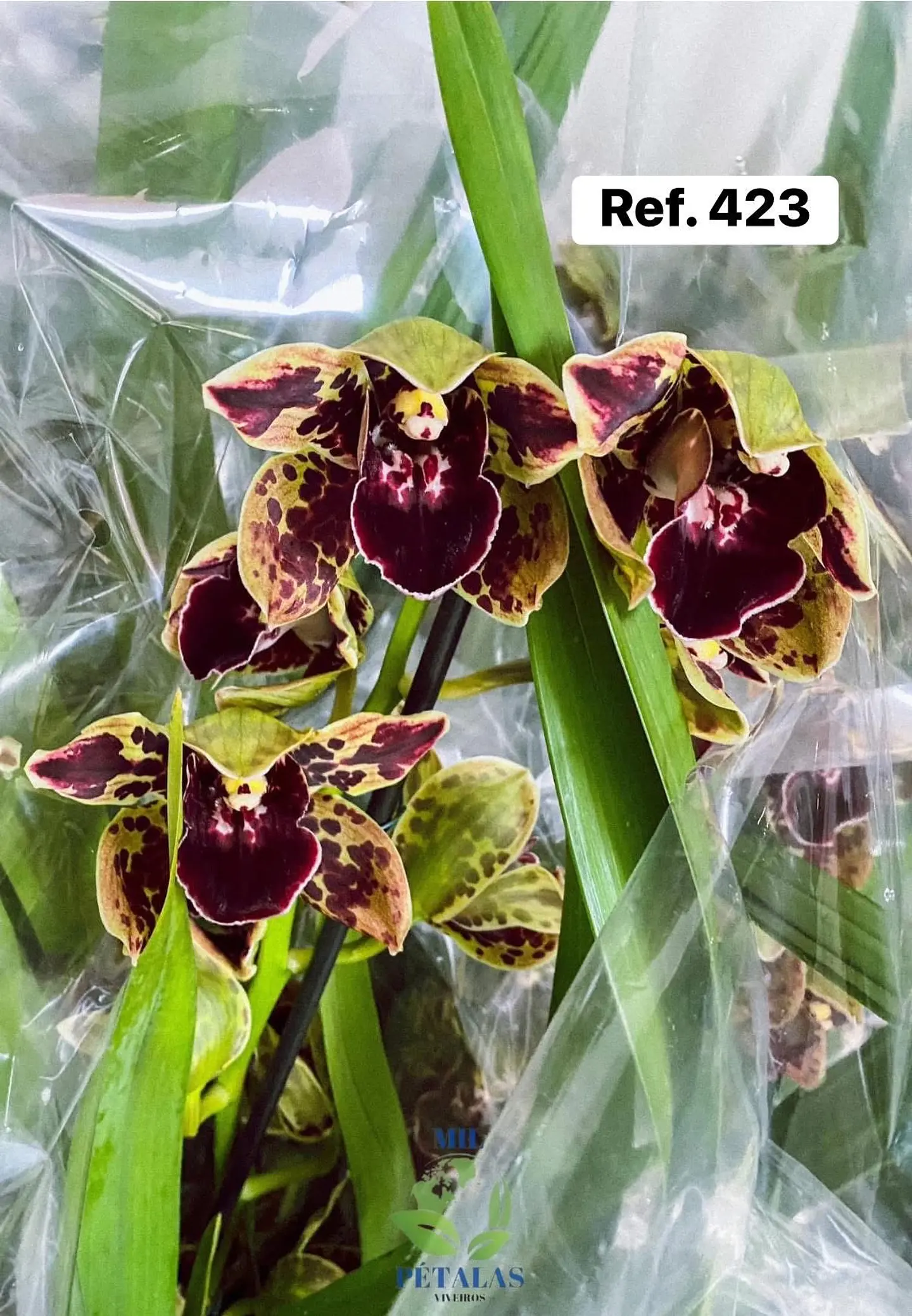 Orquídeas de Coleção com 3/4 bolbos  22