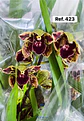 Orquídeas de Coleção com 3/4 bolbos  - Thumbnail 22