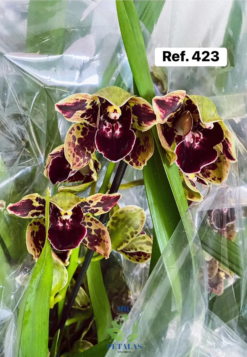 Orquídeas de Coleção com 3/4 bolbos  22