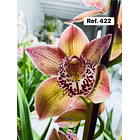 Orquídeas de Coleção com 3/4 bolbos  19