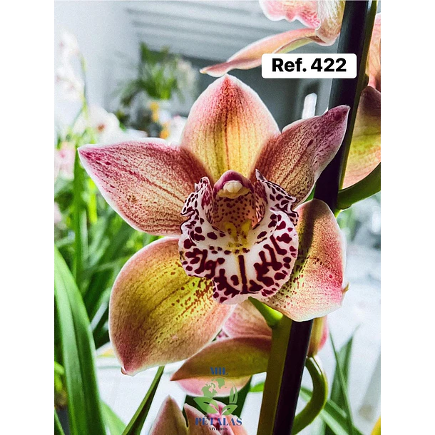 Orquídeas de Coleção com 3/4 bolbos  19