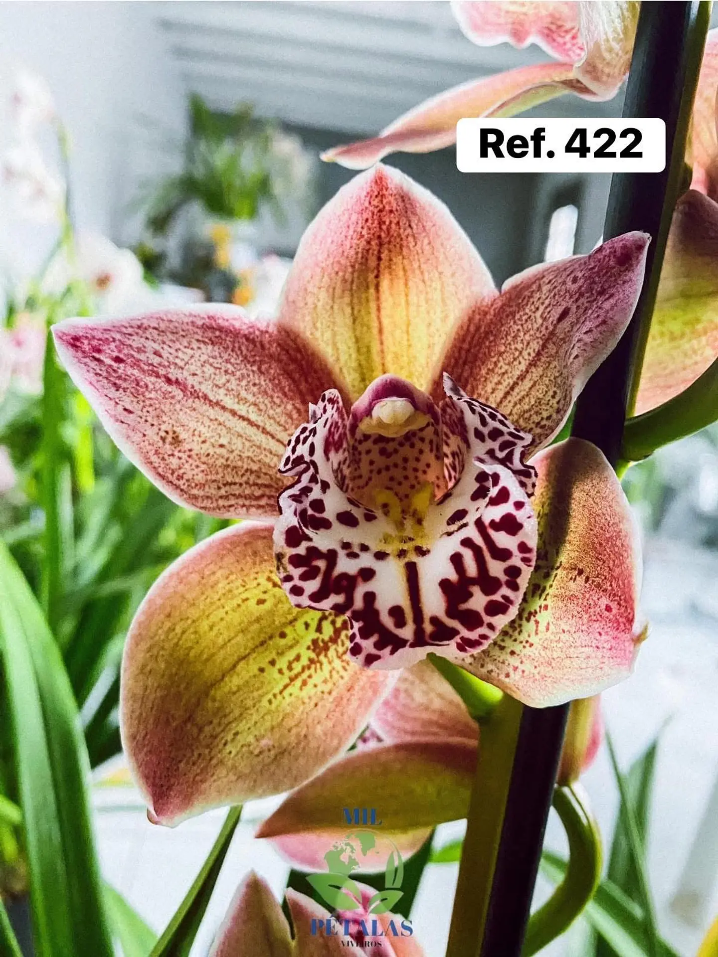 Orquídeas de Coleção com 3/4 bolbos  19