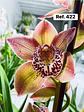 Orquídeas de Coleção com 3/4 bolbos  - Thumbnail 19