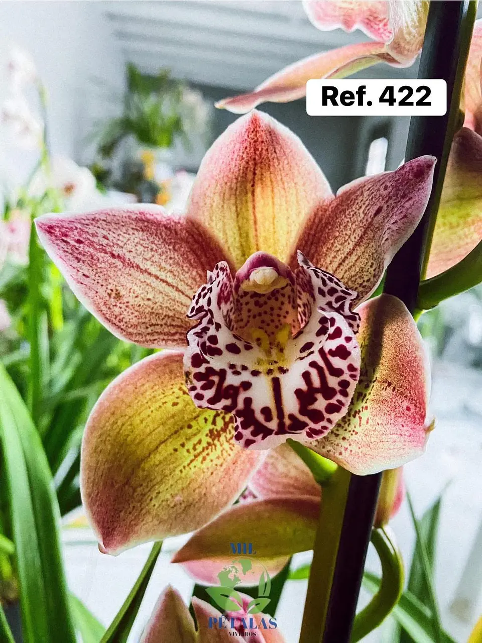 Orquídeas de Coleção com 3/4 bolbos  19