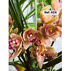 Orquídeas de Coleção com 3/4 bolbos  21