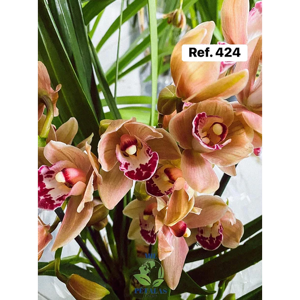 Orquídeas de Coleção com 3/4 bolbos  21