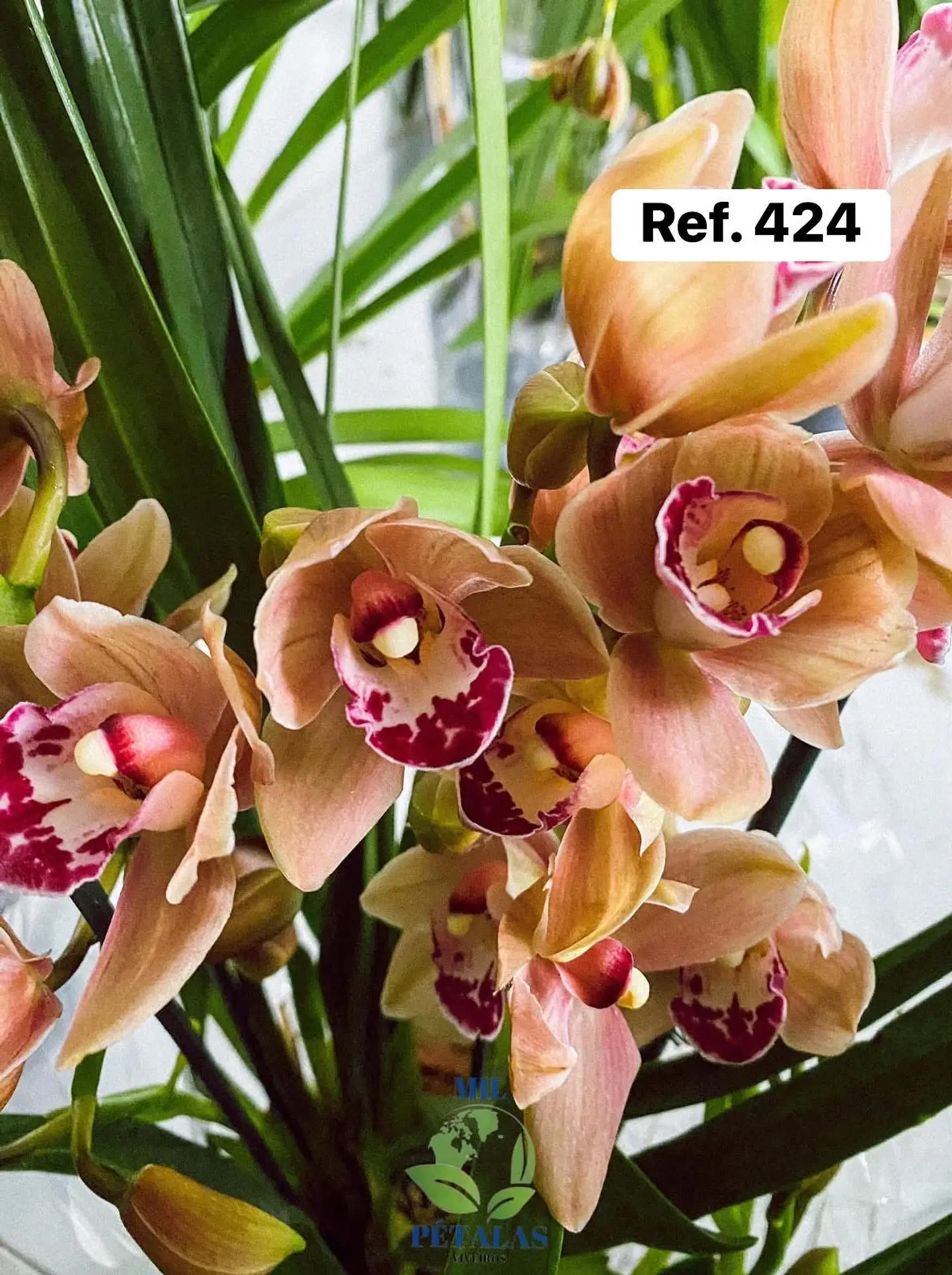 Orquídeas de Coleção com 3/4 bolbos  21