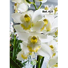 Orquídeas de Coleção com 3/4 bolbos  17