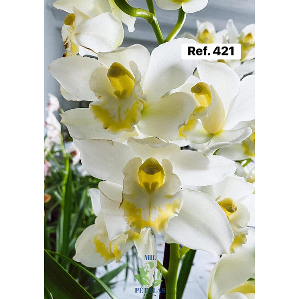 Orquídeas de Coleção com 3/4 bolbos  17