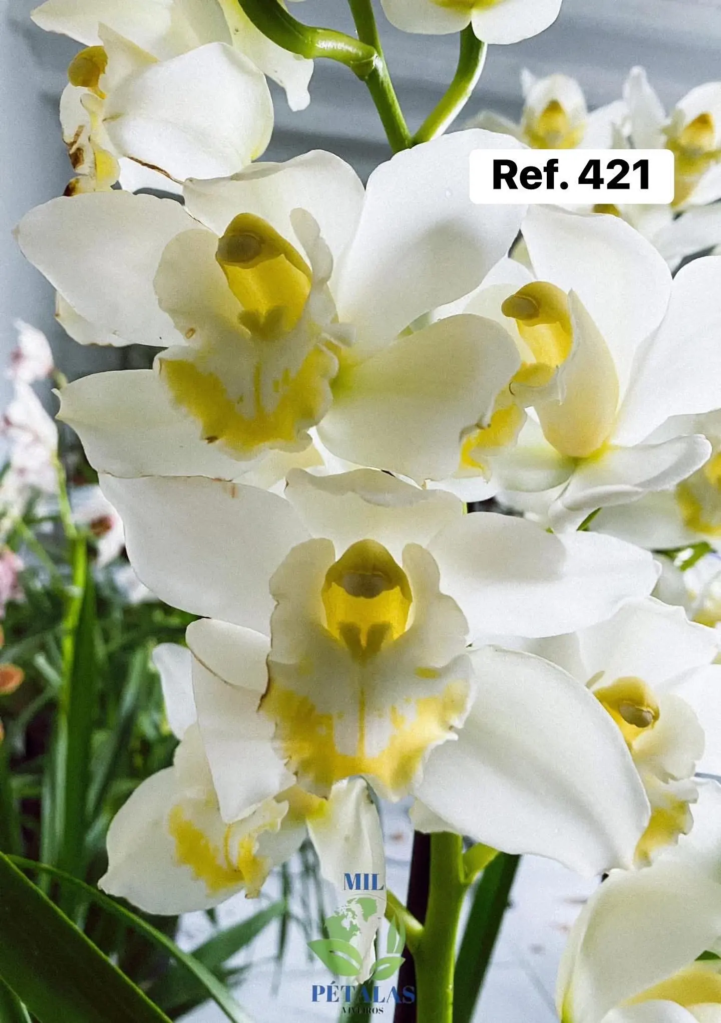 Orquídeas de Coleção com 3/4 bolbos  17