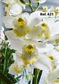 Orquídeas de Coleção com 3/4 bolbos  - Thumbnail 17