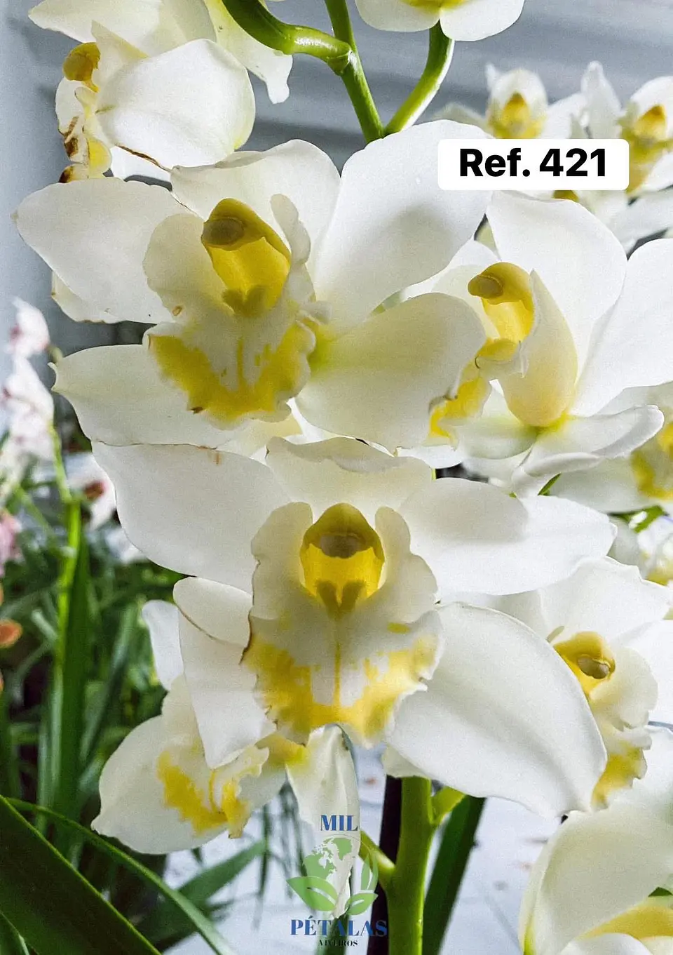 Orquídeas de Coleção com 3/4 bolbos  17