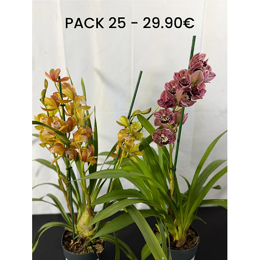PACK 25 (ovo codorniz + orquidea laranja) 