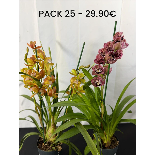 PACK 25 (ovo codorniz + orquidea laranja) 