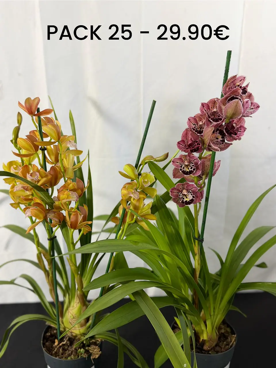 PACK 25 (ovo codorniz + orquidea laranja)  1