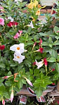 Mandevilla Dipladénia  - Thumbnail 2