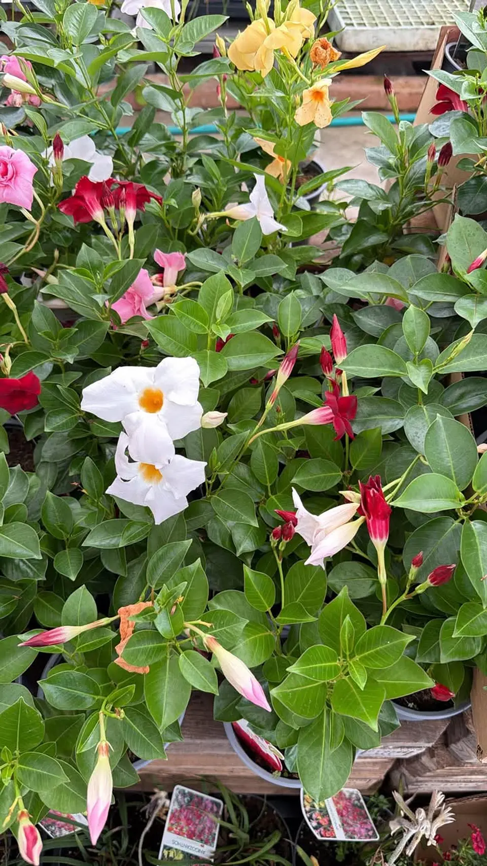 Mandevilla Dipladénia  2