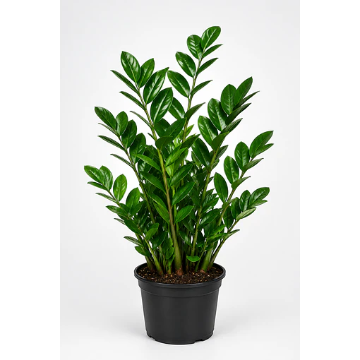 Zamioculca | Planta da Sorte