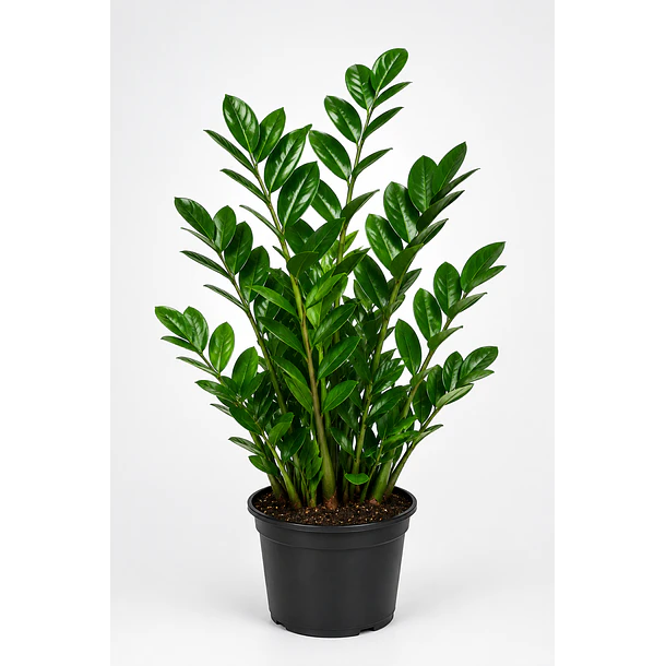 Zamioculca | Planta da Sorte