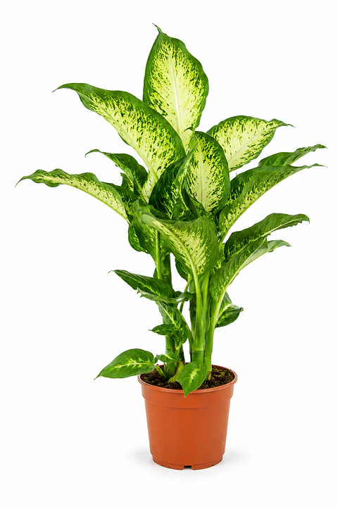 Dieffenbachia | Planta da Inveja "Comigo Ninguém Pode"