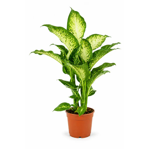 Dieffenbachia | Planta da Inveja