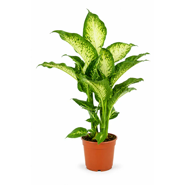 Dieffenbachia | Planta da Inveja