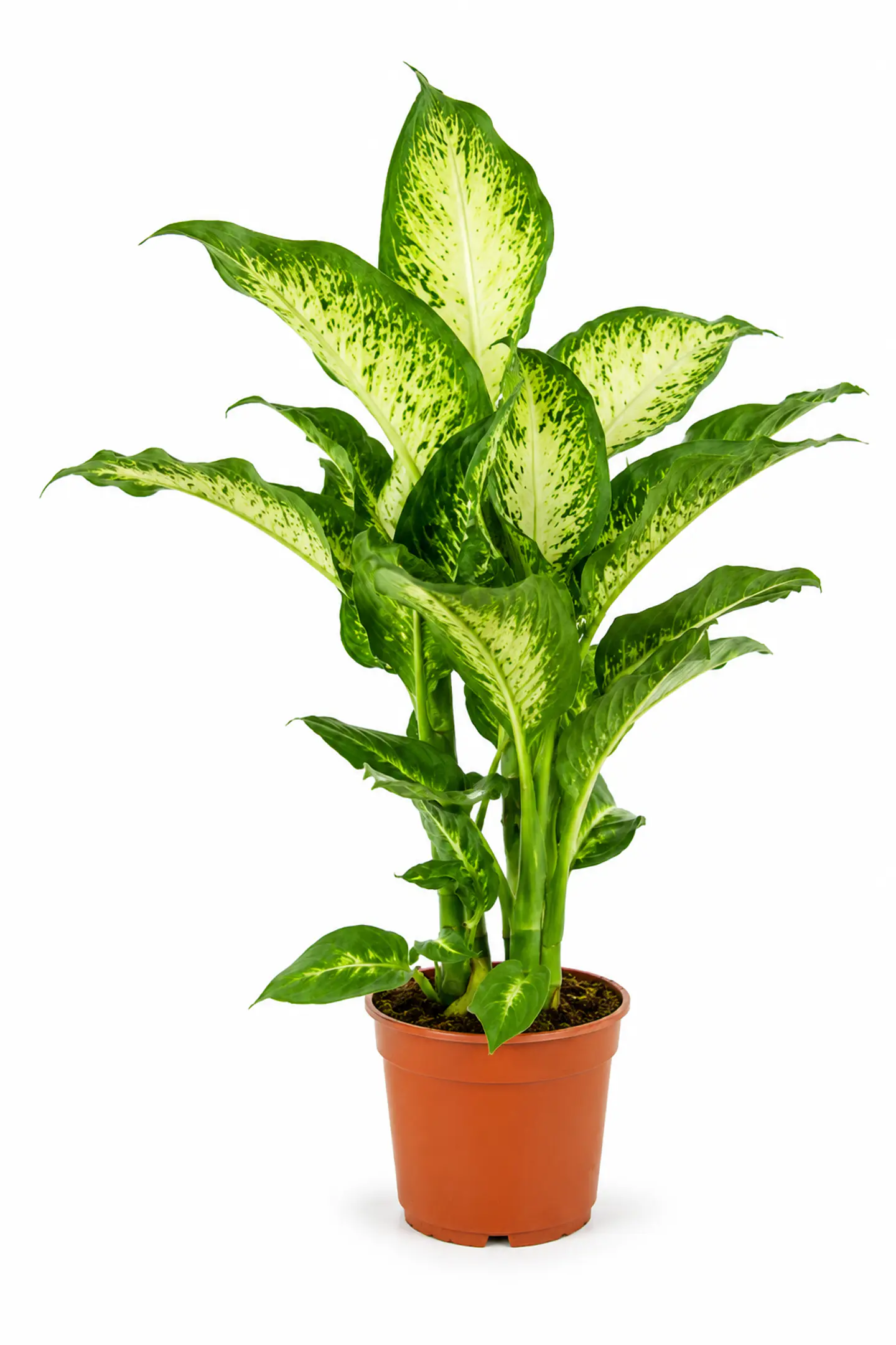 Dieffenbachia | Planta da Inveja 
