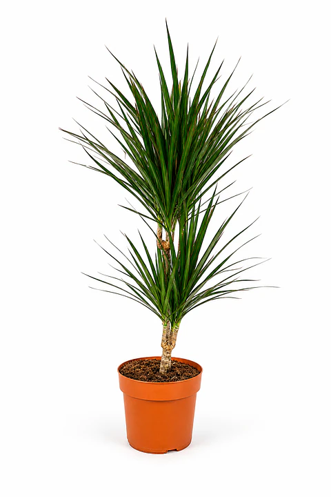 Dracaena Marginata 