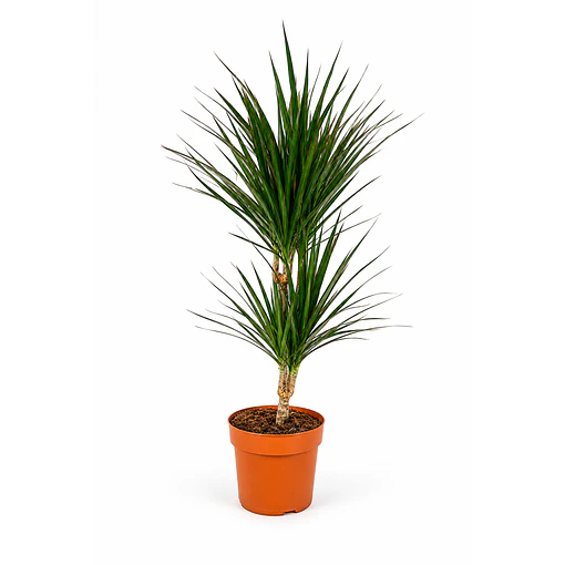 Dracaena Marginata 