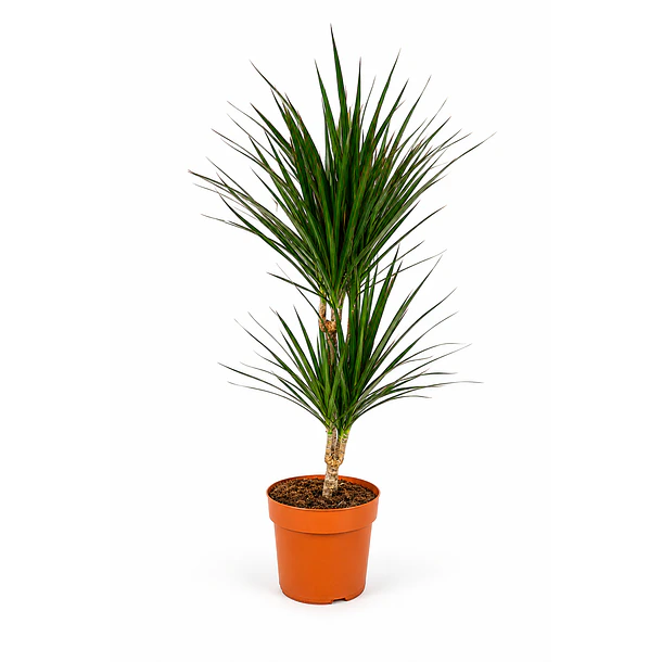 Dracaena Marginata 