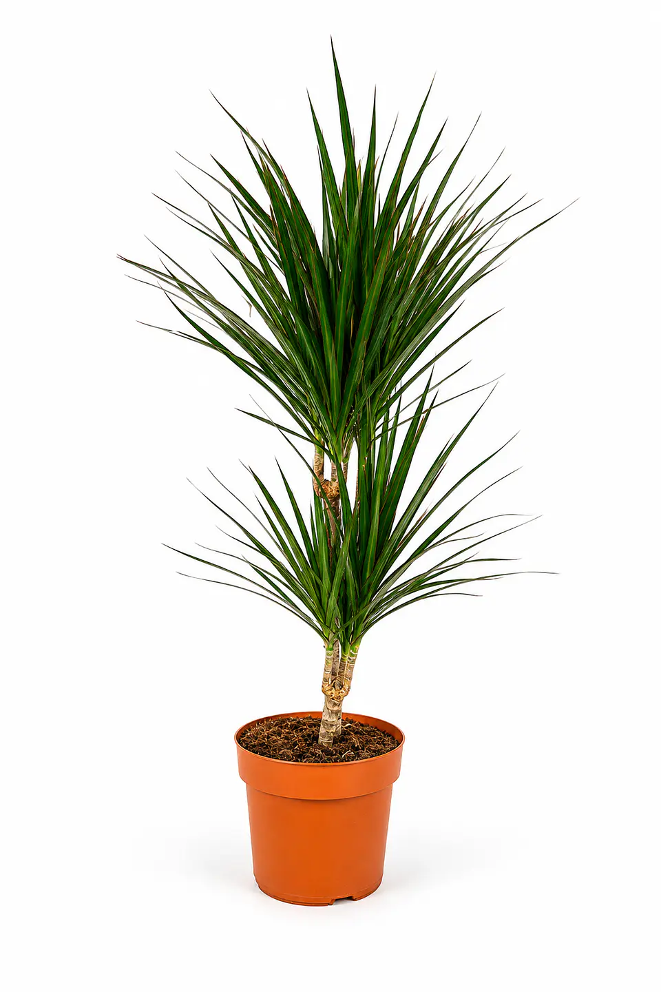 Dracaena Marginata  1