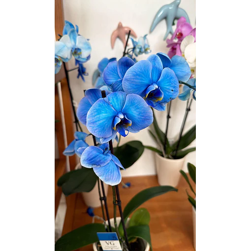 Orquídea Phalaenopsis Azul