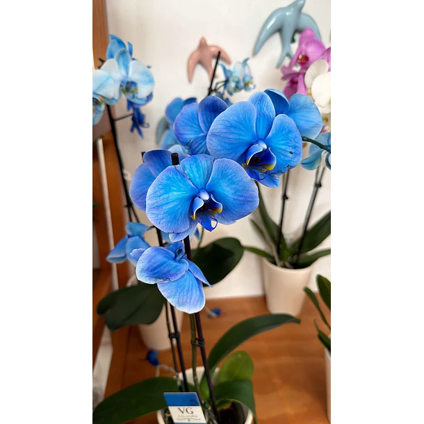 Orquídea Phalaenopsis Azul