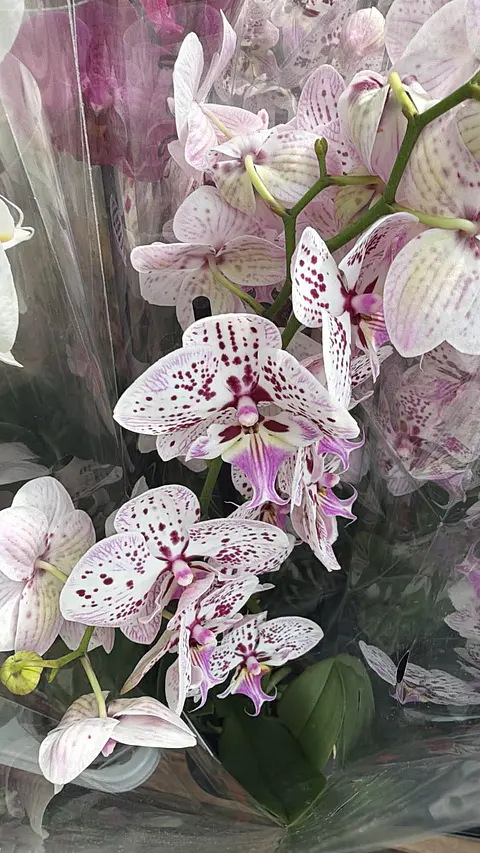 Orquídea Phalaenopsis Pintalgada Rosa - 2 Hastes