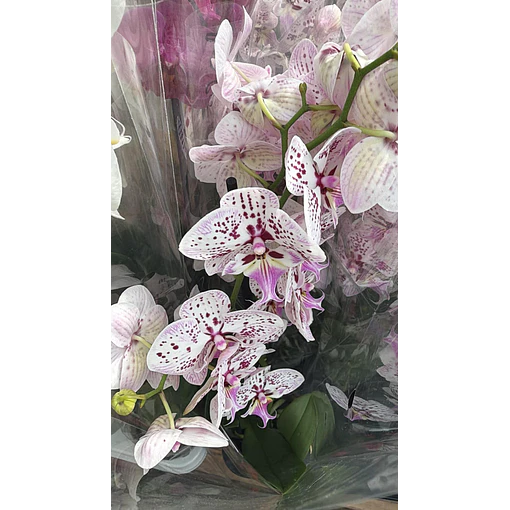 Orquídea Phalaenopsis Pintalgada Rosa - 2 Hastes