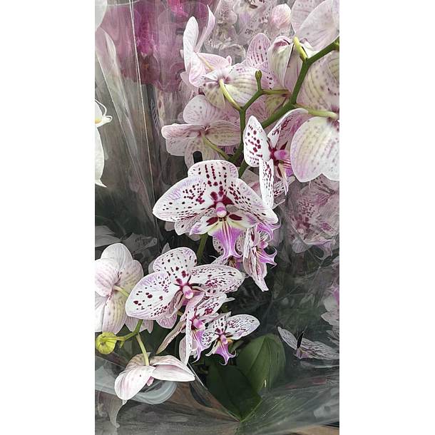 Orquídea Phalaenopsis Pintalgada Rosa - 2 Hastes
