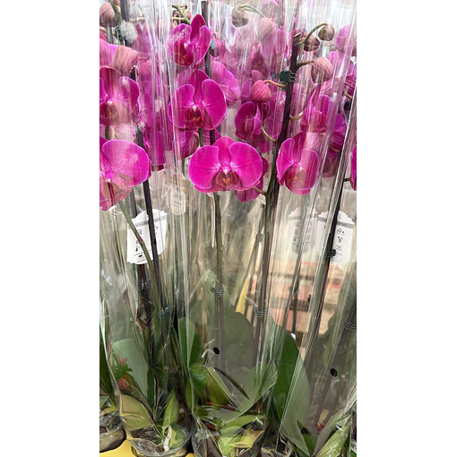 Orquídea Phalaenopsis Fúcsia — 2 Hastes