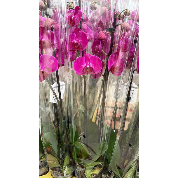 Orquídea Phalaenopsis Fúcsia — 2 Hastes
