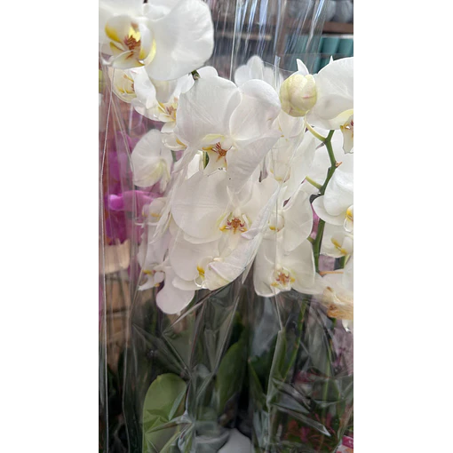 Orquídea Phalaenopsis Branca — 2 Hastes
