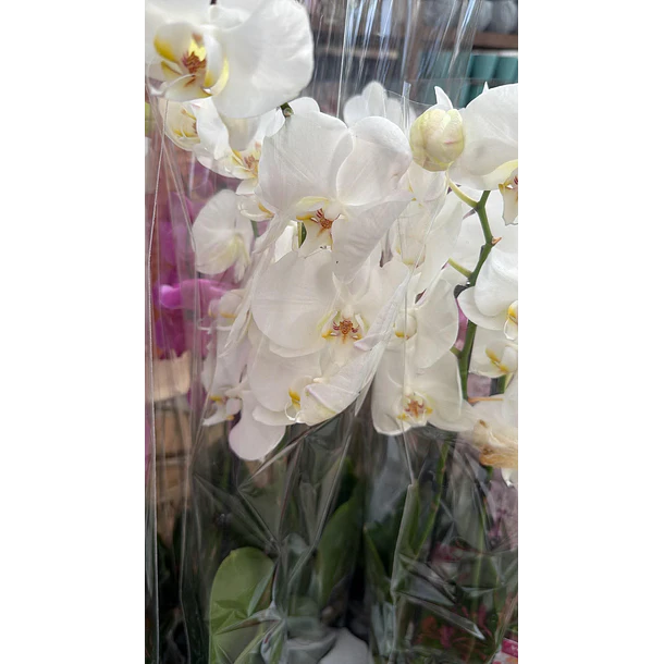 Orquídea Phalaenopsis Branca — 2 Hastes