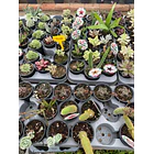 Suculentas (MIX - 3€ cada) 3