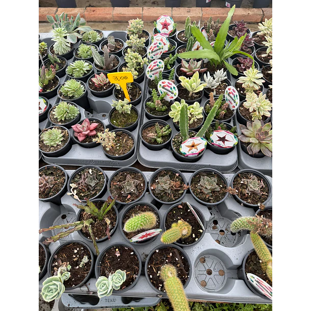 Suculentas (MIX - 3€ cada) 3