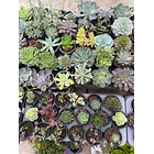 Suculentas (MIX - 3€ cada) 4