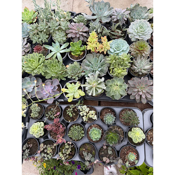 Suculentas (MIX - 3€ cada) 4